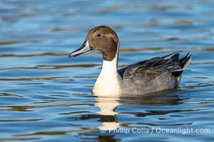 Northern pintail, Anas acuta, Santee Lakes