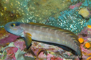 Northern ronquil.  During breeding season, male ronquils become bright blue with yellow fins, Ronquilus jordani
