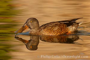 Northern shoveler, adult nonbreeding plumage, Anas clypeata, Santee Lakes