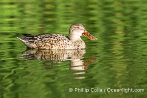 Northern Shoveler, female, Anas clypeata, Santee Lakes