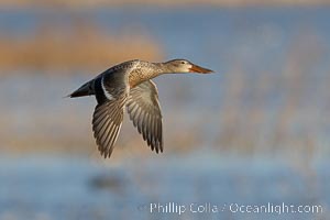 Northern Shoveler in flight, Bosque del Apache, Anas clypeata, Bosque del Apache National Wildlife Refuge, Socorro, New Mexico