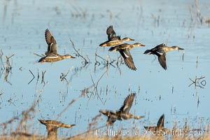 Northern Shoveler in flight, Bosque del Apache, Anas clypeata, Bosque del Apache National Wildlife Refuge, Socorro, New Mexico