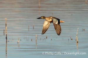 Northern Shoveler in flight, Bosque del Apache, Anas clypeata, Bosque del Apache National Wildlife Refuge, Socorro, New Mexico