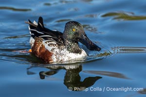 Northern Shoveler, male, Anas clypeata