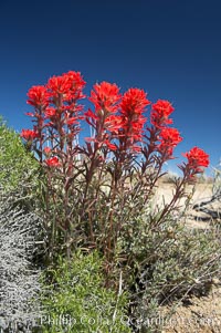Indian Paintbrush, Castilleja angustifolia, Joshua Tree National Park, California