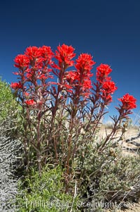 Indian Paintbrush, Castilleja angustifolia, Joshua Tree National Park, California