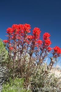 Indian Paintbrush, Castilleja angustifolia, Joshua Tree National Park, California