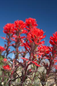 Indian Paintbrush, Castilleja angustifolia, Joshua Tree National Park, California