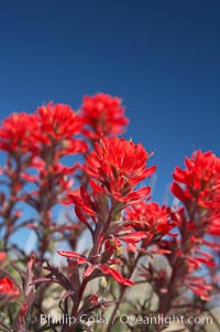 Indian Paintbrush, Castilleja angustifolia, Joshua Tree National Park, California