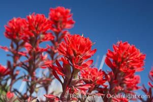 Indian Paintbrush, Castilleja angustifolia, Joshua Tree National Park, California