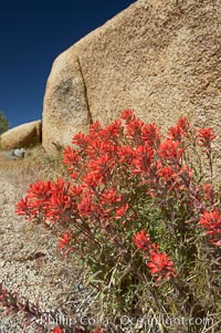 Indian Paintbrush, Castilleja angustifolia, Joshua Tree National Park, California