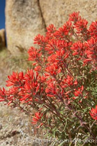 Indian Paintbrush, Castilleja angustifolia, Joshua Tree National Park, California