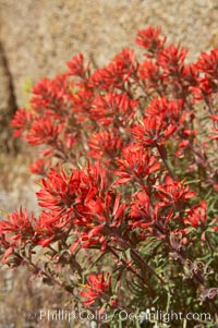 Indian Paintbrush, Castilleja angustifolia, Joshua Tree National Park, California