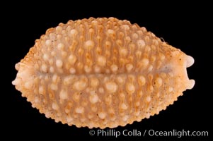 Nucleus Cowrie, Cypraea nucleus gemmosa