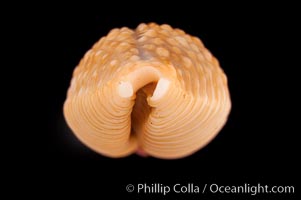 Nucleus Cowrie, Cypraea nucleus gemmosa