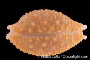 Nucleus Cowrie, Cypraea nucleus