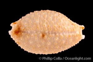 Nucleus Cowrie, Cypraea nucleus