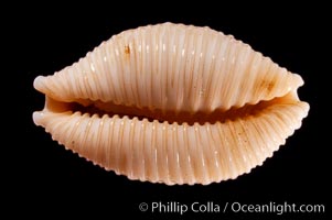 Nucleus Cowrie, Cypraea nucleus