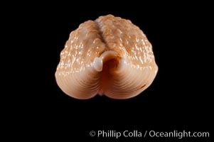 Nucleus Cowrie, Cypraea nucleus