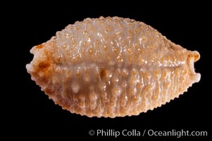 Nucleus Cowrie, Cypraea nucleus