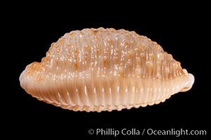 Nucleus Cowrie, Cypraea nucleus