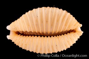 Nucleus Cowrie, Cypraea nucleus gemmosa