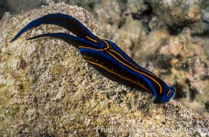 Nudibranch, Rose Atoll National Wildlife Sanctuary