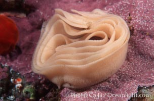 Nudibranch egg mass, Monterey, California.