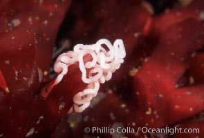 Nudibranch egg mass, Monterey, California