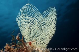 Nudibranch egg mass, San Clemente Island, California.