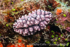 Nudibranch, Phyllidiella annulata, Fiji