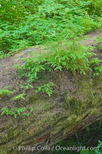 Nurse log.  A fallen Douglas fir tree provides a substrate for new seedlings to prosper and grow, Cathedral Grove, MacMillan Provincial Park, Vancouver Island, British Columbia, Canada