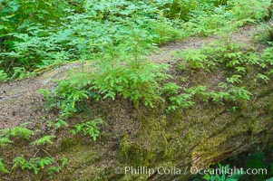 Nurse log.  A fallen Douglas fir tree provides a substrate for new seedlings to prosper and grow, Cathedral Grove, MacMillan Provincial Park, Vancouver Island, British Columbia, Canada