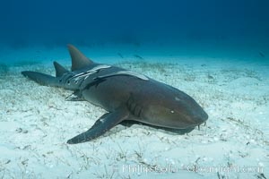 Nurse shark, Ginglymostoma cirratum