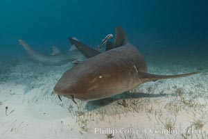 Nurse shark, Ginglymostoma cirratum