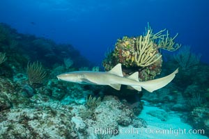 Nurse shark, Grand Cayman Island