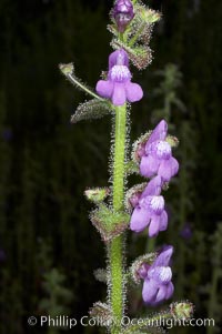 Nutalls violet snapdragon blooms in spring, Batiquitos Lagoon, Carlsbad, Antirrhinum nutallianum nutallianum
