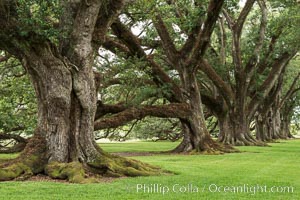 Oak Alley Plantation and its famous shaded tunnel of  300-year-old southern live oak trees (Quercus virginiana).  The plantation is now designated as a National Historic Landmark, Quercus virginiana, Vacherie, Louisiana