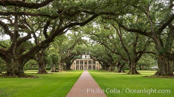 Oak Alley Plantation and its famous shaded tunnel of  300-year-old southern live oak trees (Quercus virginiana).  The plantation is now designated as a National Historic Landmark, Quercus virginiana, Vacherie, Louisiana