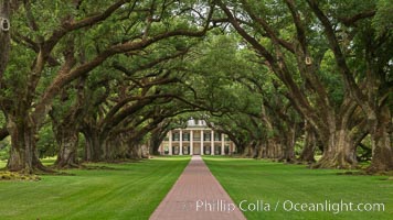 Oak Alley Plantation and its famous shaded tunnel of  300-year-old southern live oak trees (Quercus virginiana).  The plantation is now designated as a National Historic Landmark, Quercus virginiana, Vacherie, Louisiana