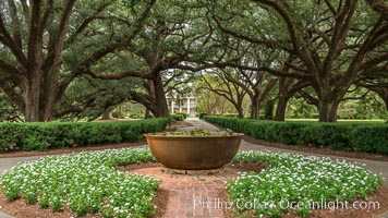 Oak Alley Plantation and its famous shaded tunnel of  300-year-old southern live oak trees (Quercus virginiana).  The plantation is now designated as a National Historic Landmark, Quercus virginiana, Vacherie, Louisiana