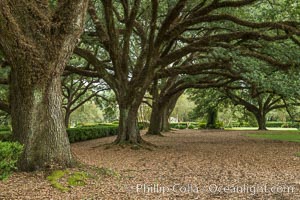 Oak Alley Plantation and its famous shaded tunnel of  300-year-old southern live oak trees (Quercus virginiana).  The plantation is now designated as a National Historic Landmark, Quercus virginiana, Vacherie, Louisiana