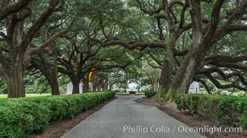 Oak Alley Plantation and its famous shaded tunnel of  300-year-old southern live oak trees (Quercus virginiana).  The plantation is now designated as a National Historic Landmark, Quercus virginiana, Vacherie, Louisiana