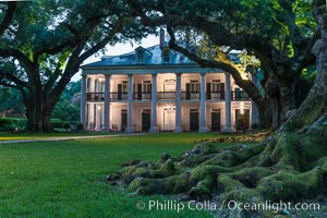 Oak Alley Plantation and its famous shaded tunnel of  300-year-old southern live oak trees (Quercus virginiana).  The plantation is now designated as a National Historic Landmark. Vacherie, Louisiana, USA, Quercus virginiana, natural history stock photograph, photo id 31009