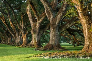 Oak Alley Plantation and its famous shaded tunnel of  300-year-old southern live oak trees (Quercus virginiana).  The plantation is now designated as a National Historic Landmark, Quercus virginiana, Vacherie, Louisiana