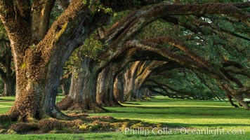 Oak Alley Plantation and its famous shaded tunnel of  300-year-old southern live oak trees (Quercus virginiana).  The plantation is now designated as a National Historic Landmark, Quercus virginiana, Vacherie, Louisiana