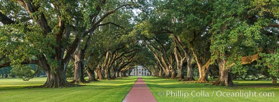 Oak Alley Plantation and its famous shaded tunnel of  300-year-old southern live oak trees (Quercus virginiana).  The plantation is now designated as a National Historic Landmark, Quercus virginiana, Vacherie, Louisiana