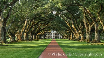 Oak Alley Plantation and its famous shaded tunnel of  300-year-old southern live oak trees (Quercus virginiana).  The plantation is now designated as a National Historic Landmark, Quercus virginiana, Vacherie, Louisiana