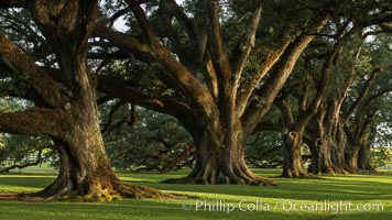 Oak Alley Plantation and its famous shaded tunnel of  300-year-old southern live oak trees (Quercus virginiana).  The plantation is now designated as a National Historic Landmark. Vacherie, Louisiana, USA, Quercus virginiana, natural history stock photograph, photo id 31020