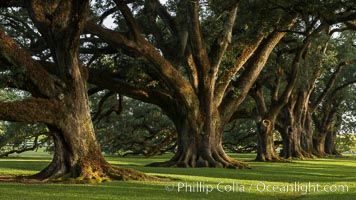 Oak Alley Plantation and its famous shaded tunnel of  300-year-old southern live oak trees (Quercus virginiana).  The plantation is now designated as a National Historic Landmark, Quercus virginiana, Vacherie, Louisiana